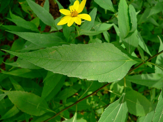 {Helianthus decapetalus}